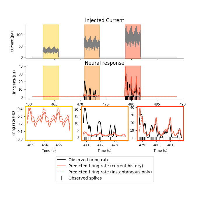 Injected Current, Neural response